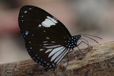 Polyommatus euaemon - Elsterkrähe